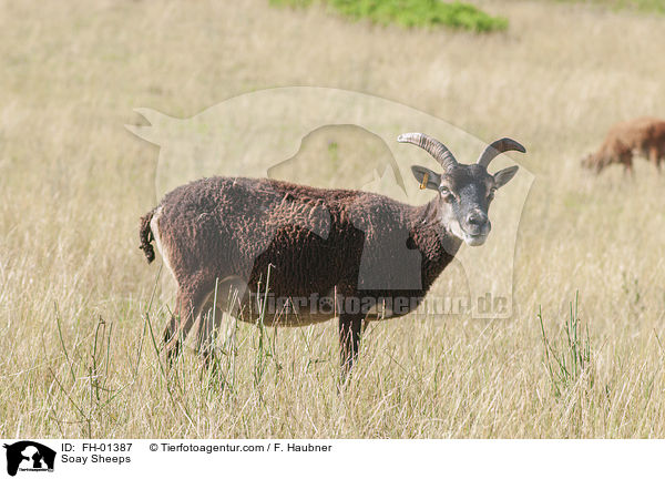 Soay Sheeps / FH-01387