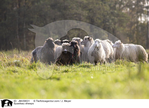Spaelsau Schafe / Spaelsau sheeps / JM-09831