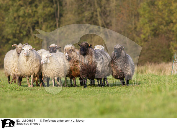 Spaelsau sheeps / JM-09837