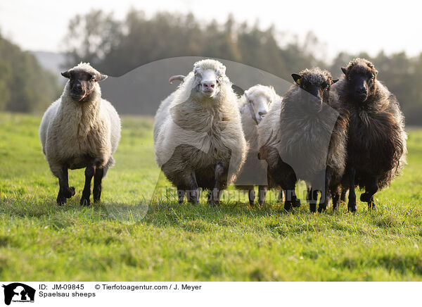 Spaelsau Schafe / Spaelsau sheeps / JM-09845
