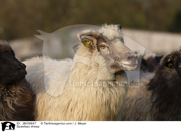 Spaelsau sheep / JM-09847
