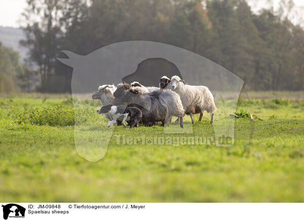 Spaelsau sheeps / JM-09848