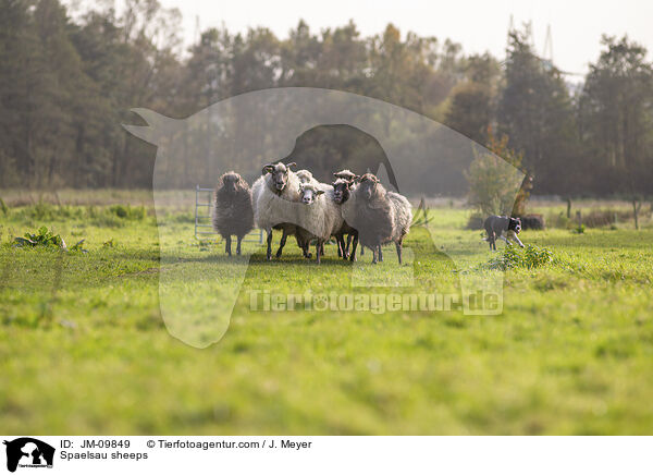 Spaelsau sheeps / JM-09849