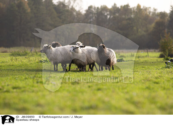 Spaelsau sheeps / JM-09850