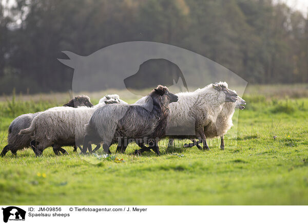 Spaelsau sheeps / JM-09856