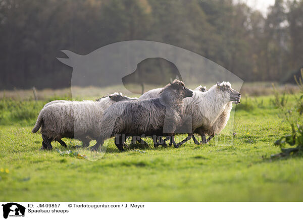 Spaelsau Schafe / Spaelsau sheeps / JM-09857