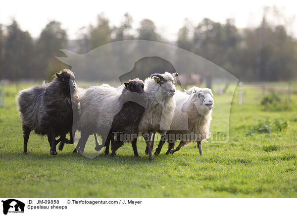 Spaelsau Schafe / Spaelsau sheeps / JM-09858