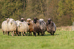 Spaelsau sheeps