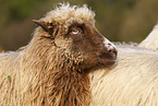 Spaelsau sheep
