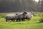 Spaelsau sheeps
