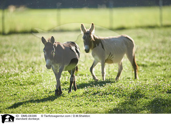 Zwergesel / standard donkeys / DMS-08386