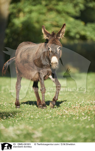 standard donkey / DMS-08393