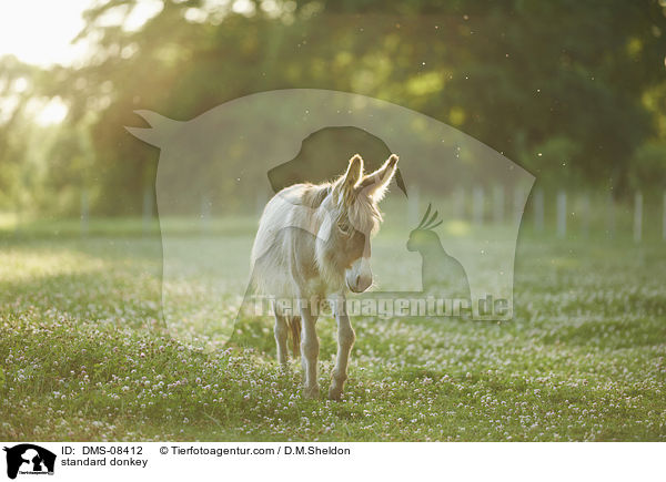 Zwergesel / standard donkey / DMS-08412