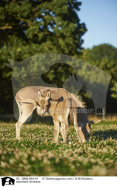 Zwergesel / standard donkeys / DMS-08419
