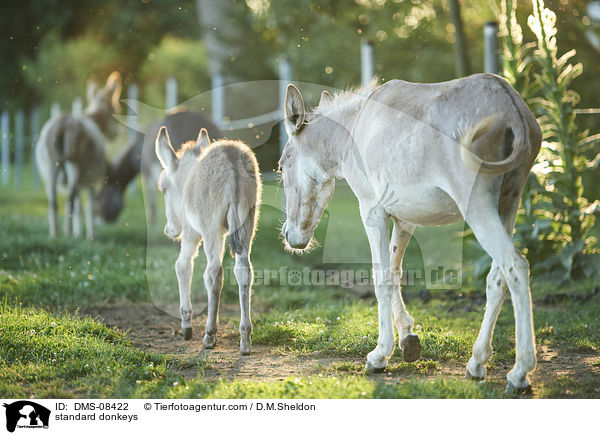 Zwergesel / standard donkeys / DMS-08422