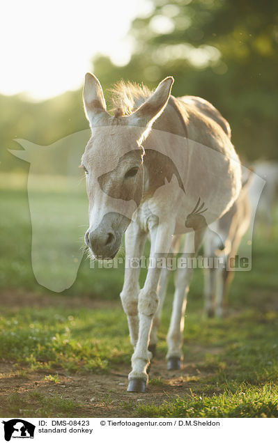 standard donkey / DMS-08423