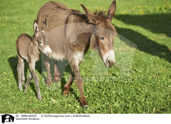 standard donkeys / DMS-08455