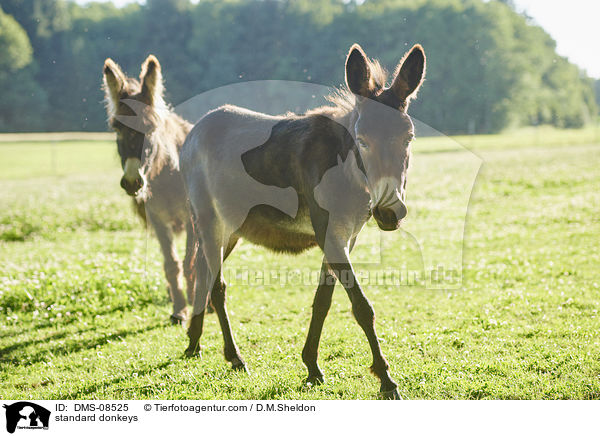 standard donkeys / DMS-08525