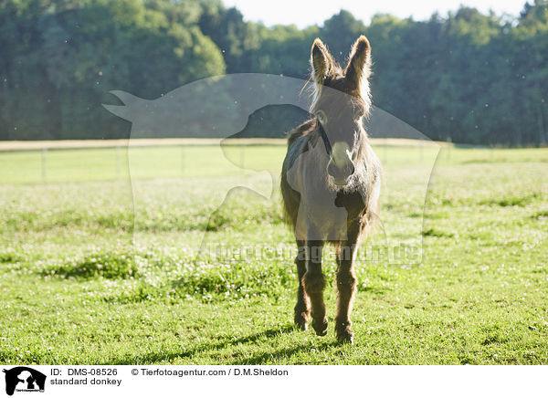standard donkey / DMS-08526