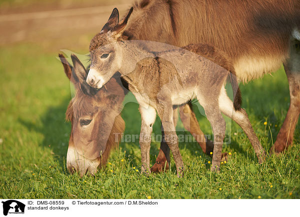 standard donkeys / DMS-08559