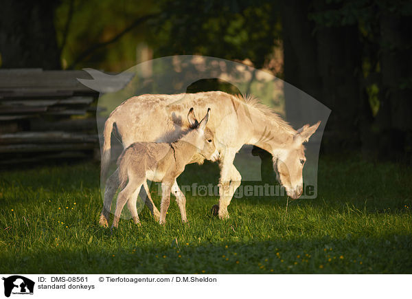 Zwergesel / standard donkeys / DMS-08561