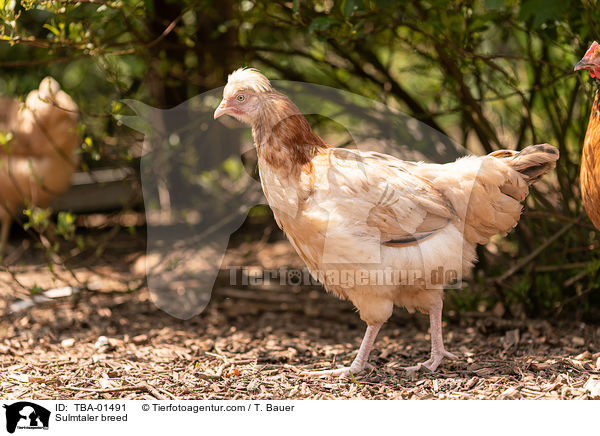 Sulmtaler Huhn / Sulmtaler breed / TBA-01491