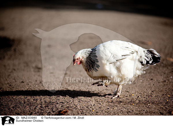 Sundheimer Chicken / MAZ-03980