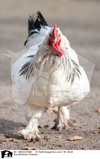 Sundheimer Chicken / MAZ-03986