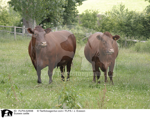 Sussex cattle / FLPA-02698