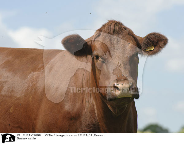 Sussex cattle / FLPA-02699