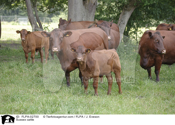 Sussex cattle / FLPA-02700