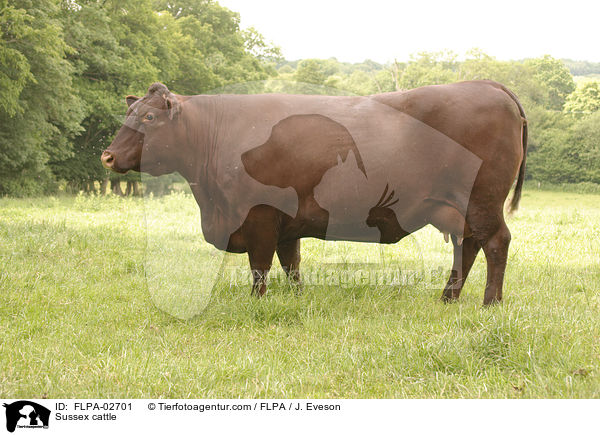 Sussex cattle / FLPA-02701