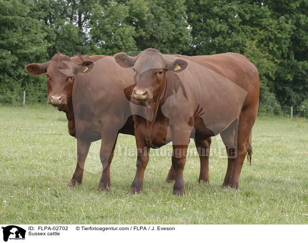 Sussex cattle / FLPA-02702