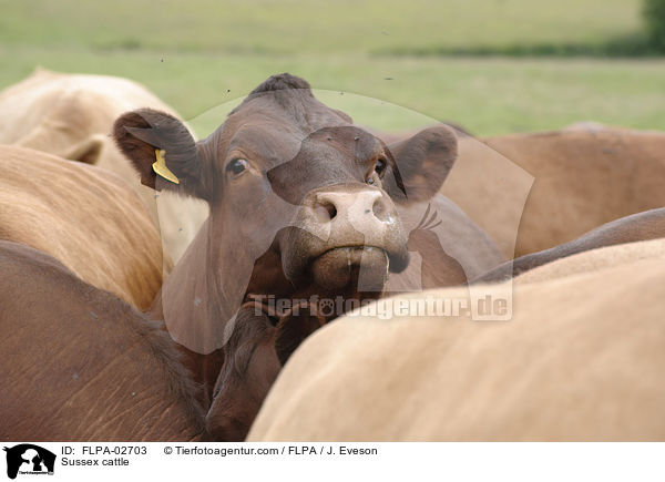 Sussex cattle / FLPA-02703