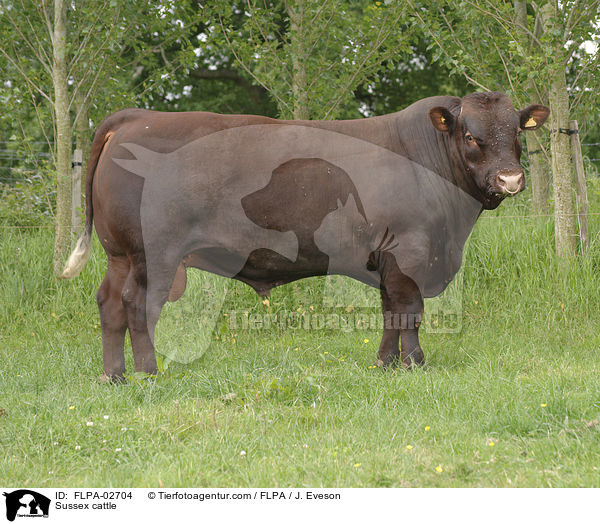 Sussex cattle / FLPA-02704