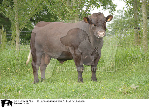 Sussex cattle / FLPA-02705