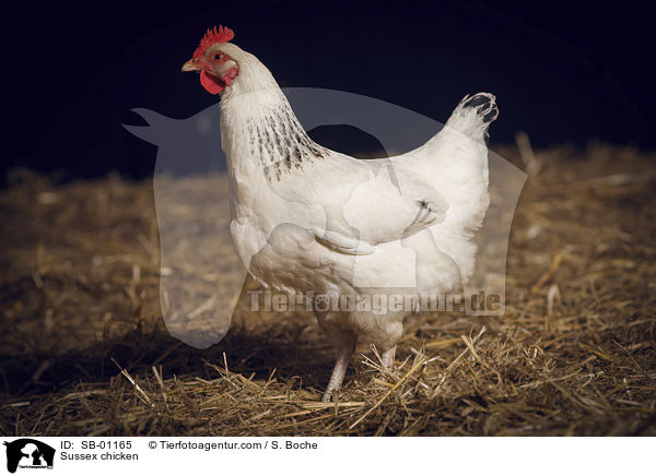 Sussex Huhn / Sussex chicken / SB-01165