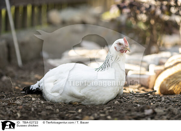Sussex chicken / TBA-02722
