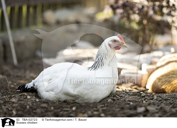 Sussex chicken / TBA-02723