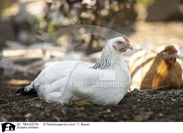 Sussex Huhn / Sussex chicken / TBA-02724