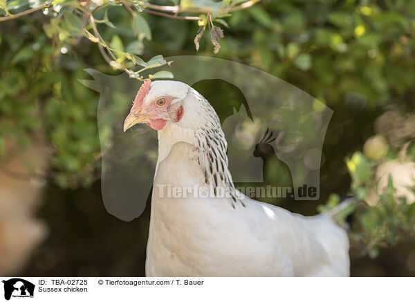 Sussex chicken / TBA-02725
