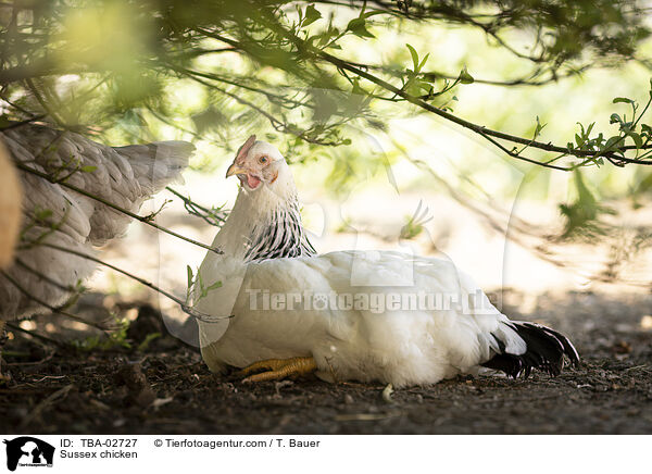 Sussex chicken / TBA-02727