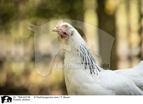 Sussex Huhn / Sussex chicken / TBA-02728