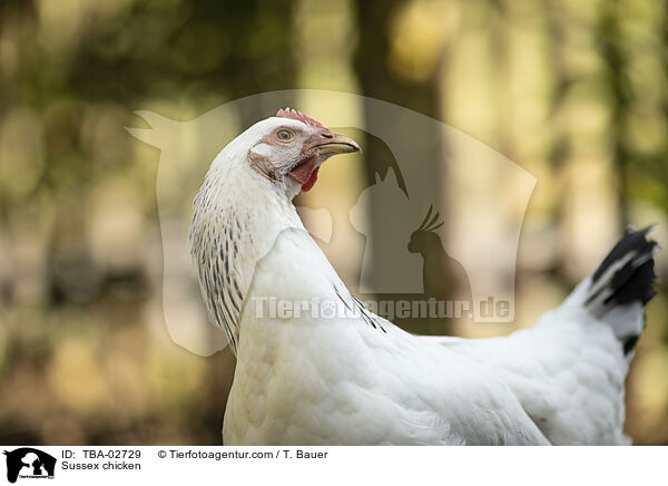 Sussex chicken / TBA-02729