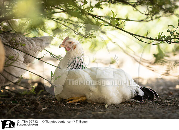 Sussex Huhn / Sussex chicken / TBA-02732