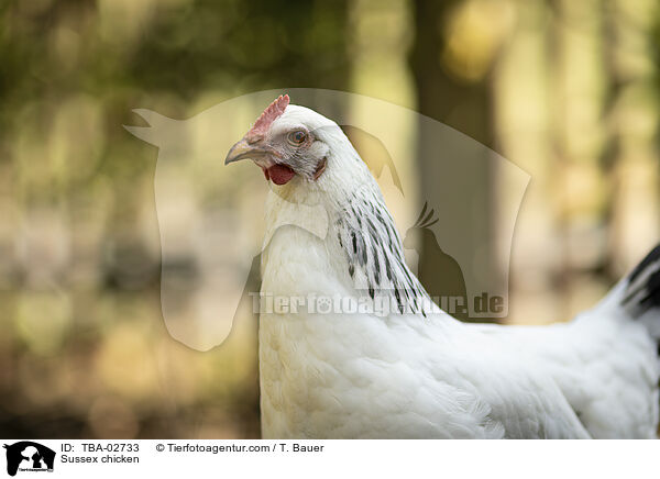 Sussex Huhn / Sussex chicken / TBA-02733