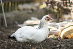 Sussex chicken