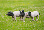 Swabian-Hall swine