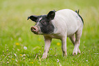 Swabian-Hall swine