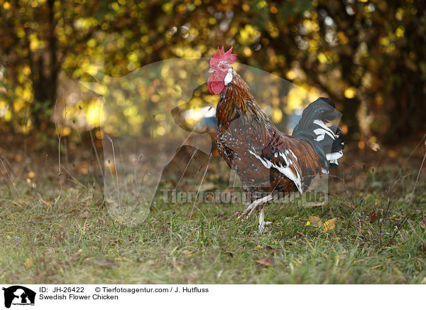 Swedish Flower Chicken / JH-26422